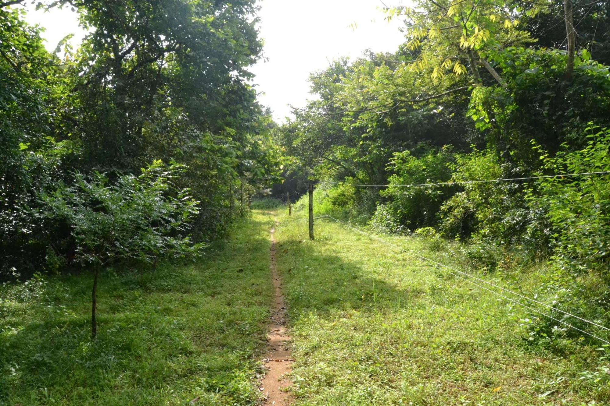 Sky Forest Habarana Exterior foto